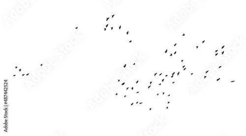 A flock of flying birds. Free birds. Vector illustration