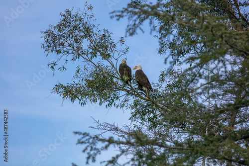 A Mated Pair of Bald Eagles Perched on a Common Branch Relaxing an Surveying their Area