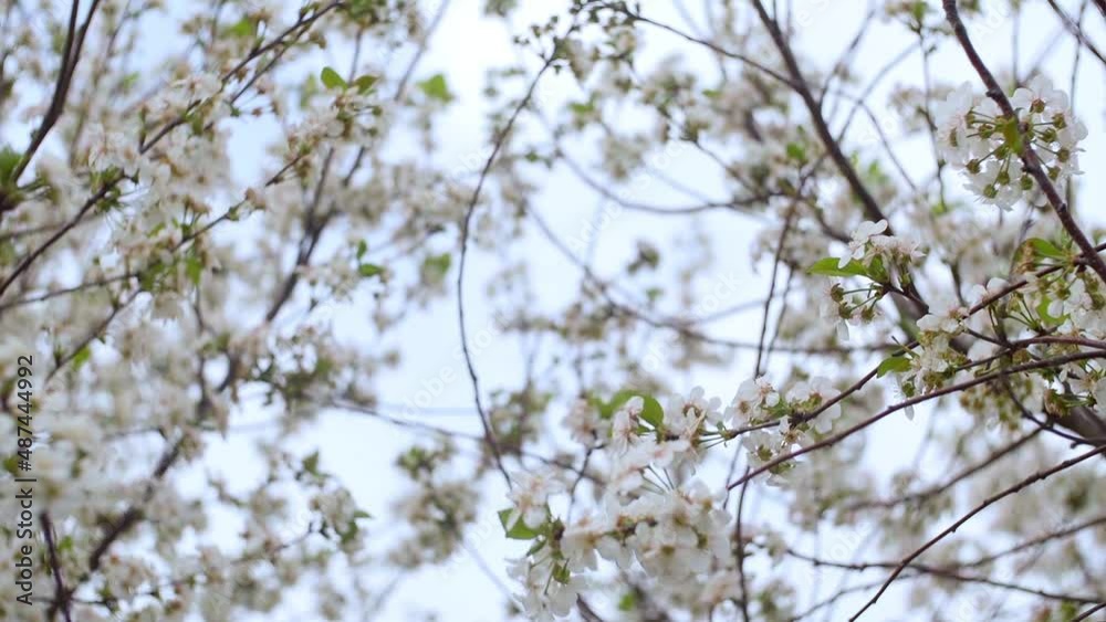 Garden of blooming cherry trees with white flowers in spring. The Cherry Orchard Garden of blooming cherry trees with white flowers in spring. The Cherry Orchard