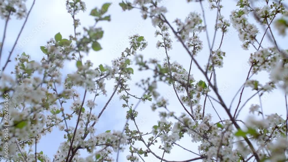 Garden of blooming cherry trees with white flowers in spring. The Cherry Orchard Garden of blooming cherry trees with white flowers in spring. The Cherry Orchard