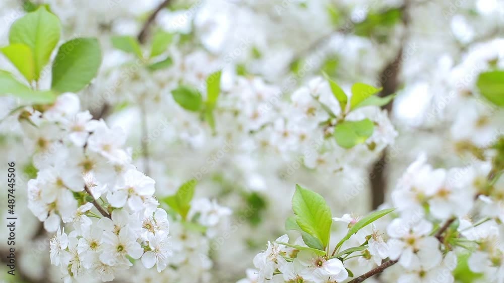 Close-up garden of blooming cherry trees with white flowers in spring. The Cherry Orchard Close-up garden of blooming cherry trees with white flowers in spring. The Cherry Orchard