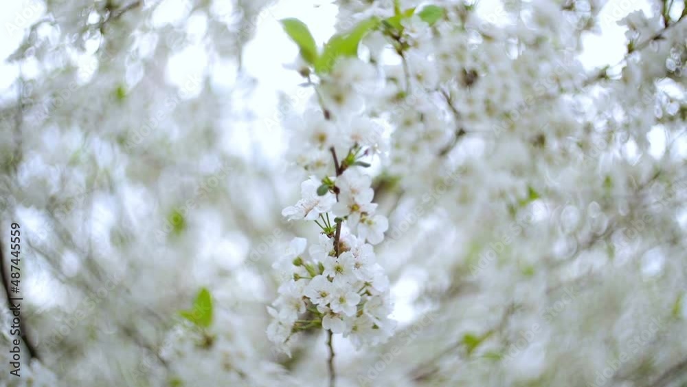 Close-up garden of blooming cherry trees with white flowers in spring. The Cherry Orchard Close-up garden of blooming cherry trees with white flowers in spring. The Cherry Orchard