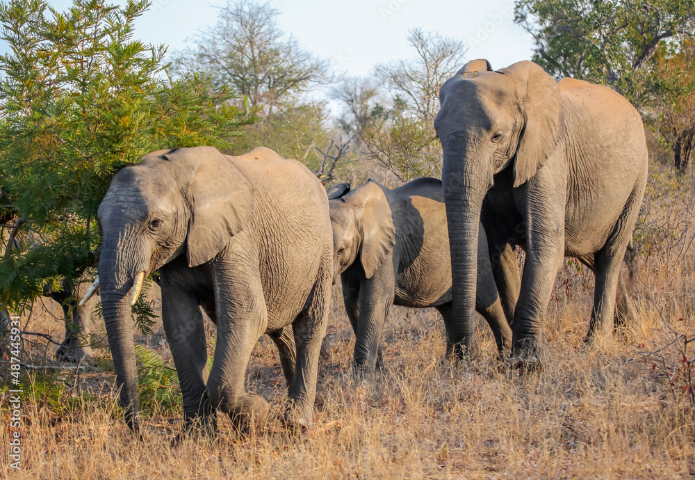African elephants in herd move through the bushes, feeding on the leaves of plants.