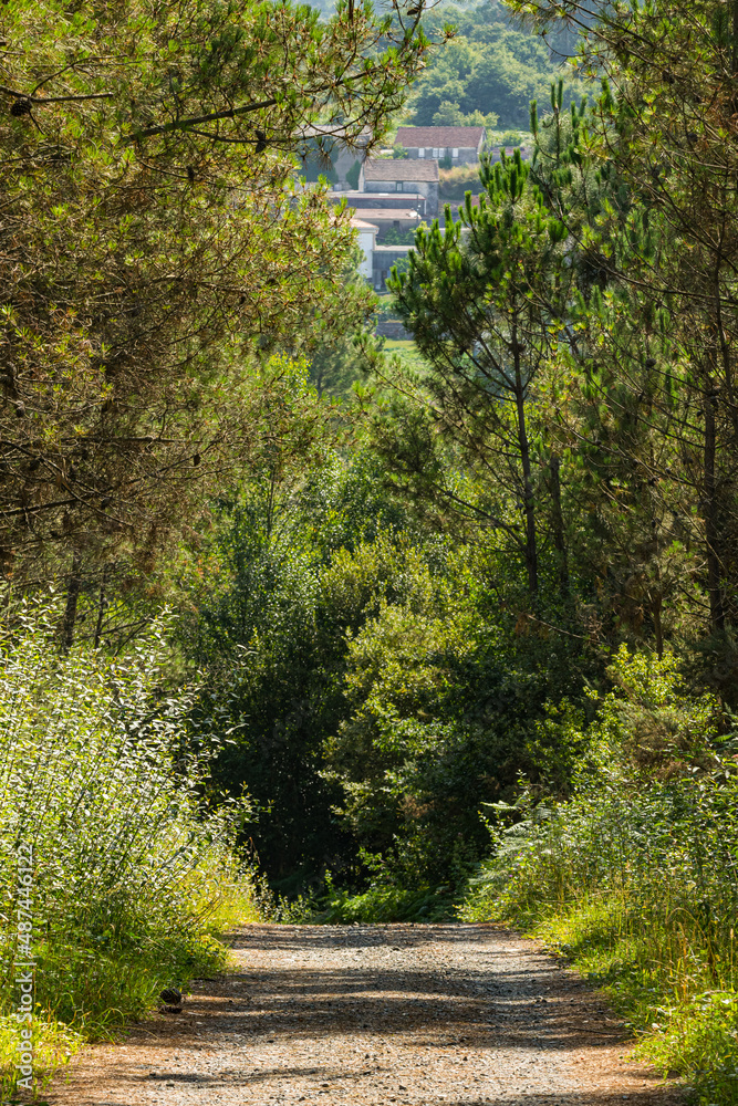 Beautiful country road among trees and more vegetation