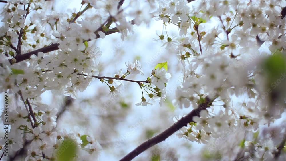 Close-up garden of blooming cherry trees with white flowers in spring. The Cherry Orchard Close-up garden of blooming cherry trees with white flowers in spring. The Cherry Orchard