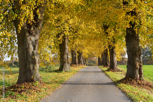 Fotografi Lindenallee bei Bargfeld-Stegen in Schleswig-Holstein im Herbst