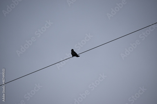 A bird in silhouette sitting alone on the power lines on the east side of Tipton Trails, Bloomington IL, McLean County, USA © Jacob_G_Self