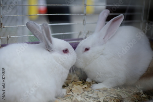two rabbits kissing each other