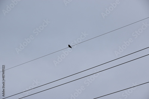 A bird in silhouette sitting alone on the power lines on the east side of Tipton Trails, Bloomington IL, McLean County, USA