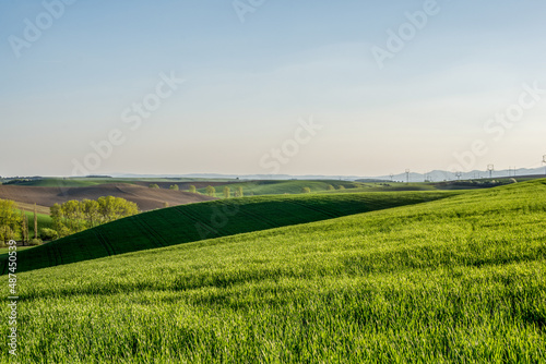 green wheat field, spring, Turiec, Slovakia, Europa