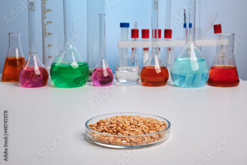 Pea groats in a Petri dish on a chemical desk - labs photo. Chemical analysis of pea seeds. Test for GMO ingredients in organic food. Safety control of nutrients. Bright colorful liquids in retorts.