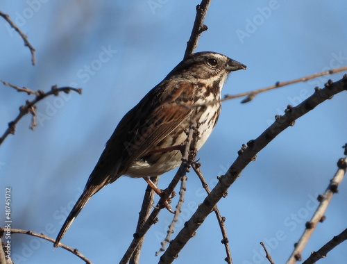 Sparrow on twig branch San Diego