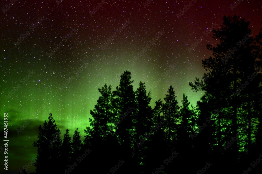 Green and red aurora borealis and clouds behind tree silhouettes Green and red aurora borealis and clouds behind tree silhouettes