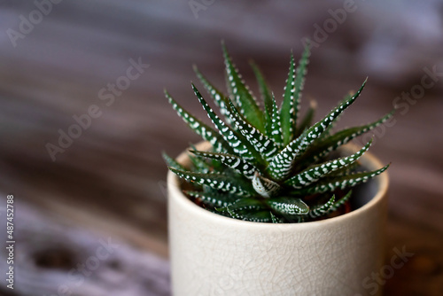 A small cactus close up