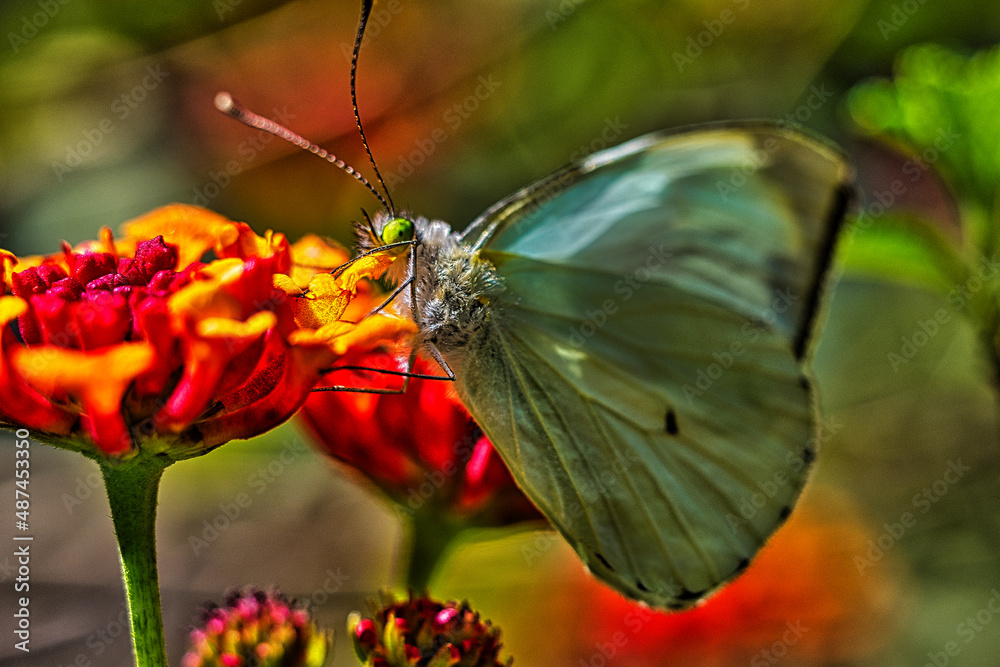 mariposa mariposa