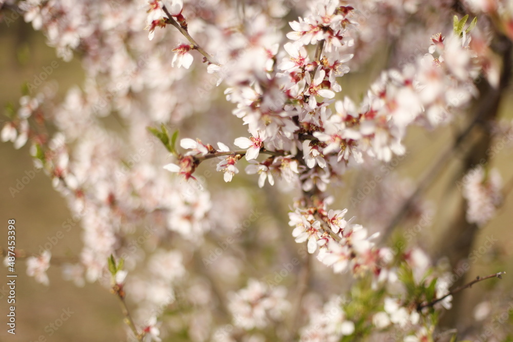 Cerezos en flor anunciando la primavera
Cerezos en flor anunciando la primavera