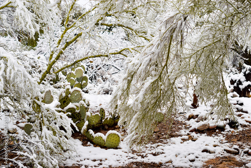 Snow on cacti cactus and trees in Tucson Arizona desert
