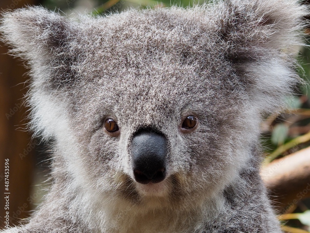 Fototapeta premium A closeup image of a charming captivating young Koala looking alert and curious.