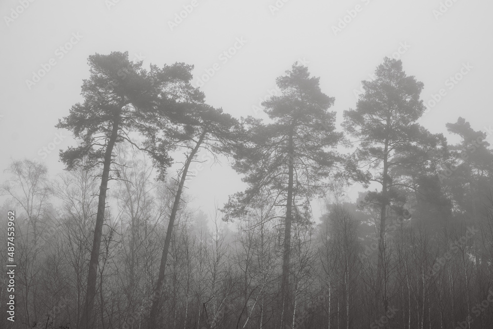 trees covered with fog in the early morning