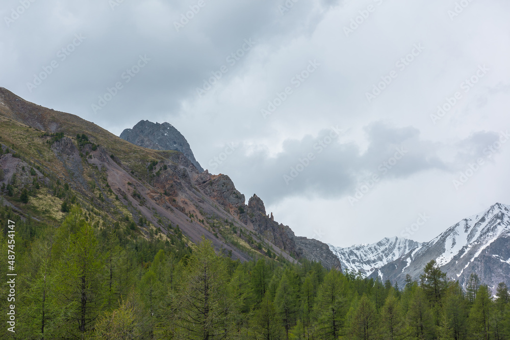 Fototapeta premium Scenic landscape with coniferous forest among high sharp rocks against snowy mountain range in sunlight under cloudy sky. Colorful view to forest valley and sunlit snow mountains at changeable weather
