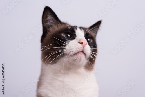 breed snowshoe cat near the wall