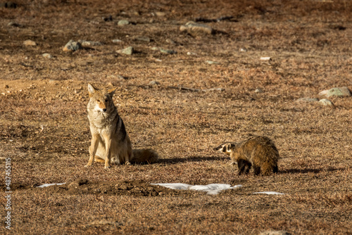 Coyote and Badger Buddies