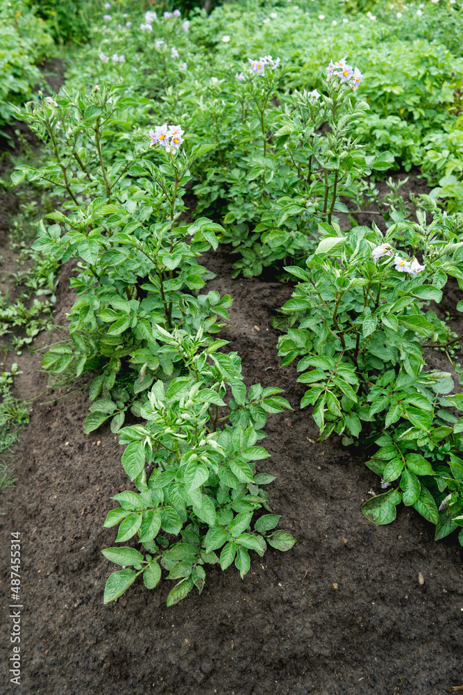 Potato in open ground. Green fresh leaves of edible plant. Gardening at spring and summer. Growing organic food.