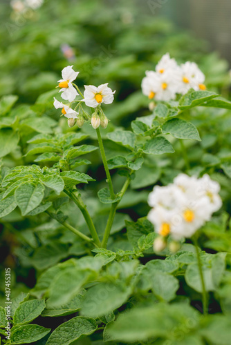 Potato in open ground. Green fresh leaves of edible plant. Gardening at spring and summer. Growing organic food.