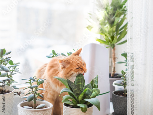 Ultrasonic humidifier among houseplants. Ginger cat bites succulent plant leaf on windowsill. Water steam moisturizes dry air at home. Electric device for comfort atmosphere.