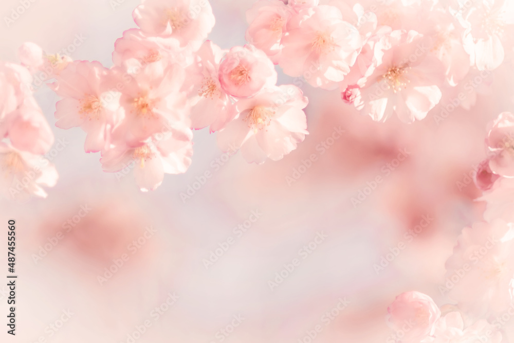 Zarte Kirschblüten mit Platz für Text
