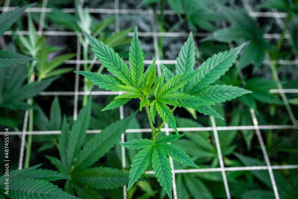 Growing marijuana using the scrog method. Scrogging marijuana for medical use. Powerful cannabis plant sprouts through scrog mesh Growing marijuana using the scrog method. Scrogging marijuana for medical use. Powerful cannabis plant sprouts through scrog mesh