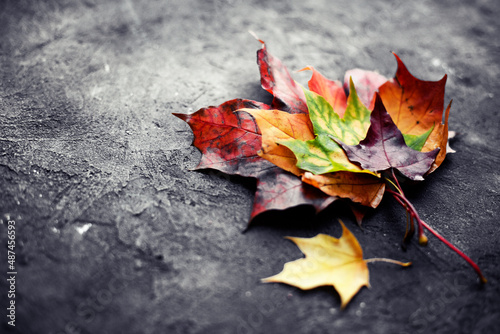 autumn fall background with colorful leaves, berries and mushrums