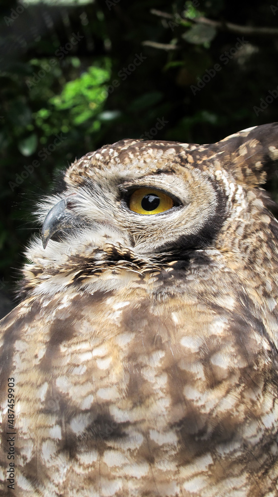 Obraz premium great horned owl