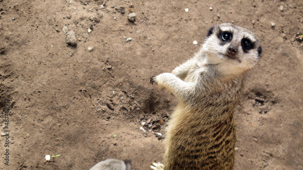 Fototapeta premium meerkat on the lookout