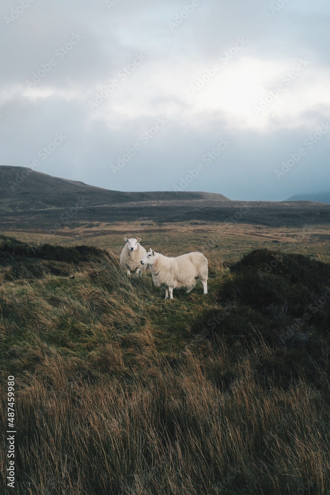 Scottish Sheep in Scotland Highlands 