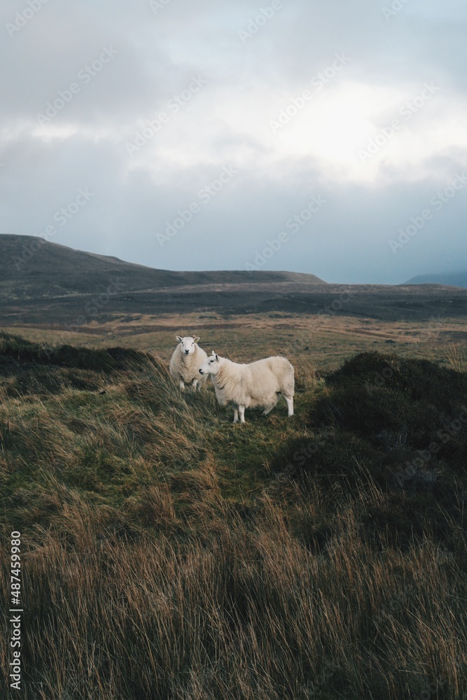 Scottish Sheep in Scotland Highlands Scottish Sheep in Scotland Highlands