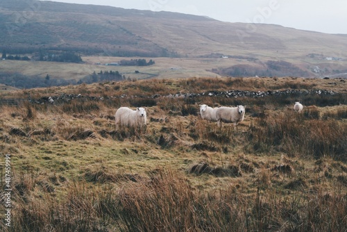 Scottish Sheep Grazing in a grassland field in Isle of Skye, scotland, united Kingdom