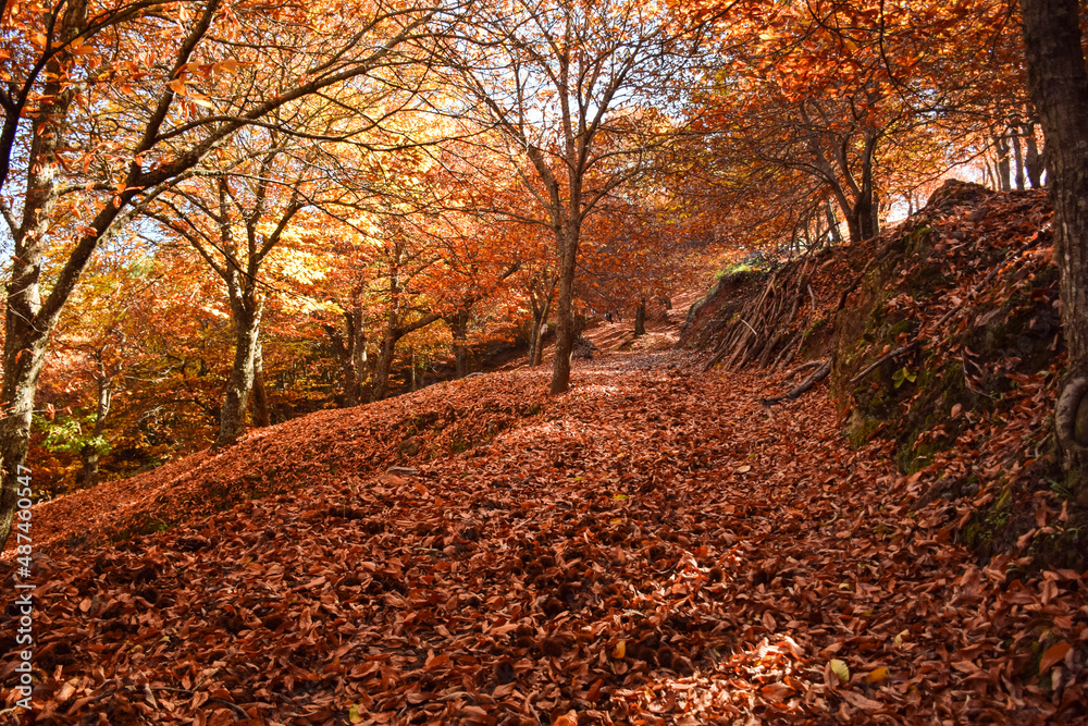 Fototapeta premium Chestnut forest with fallen leaves on the ground and autumn colors