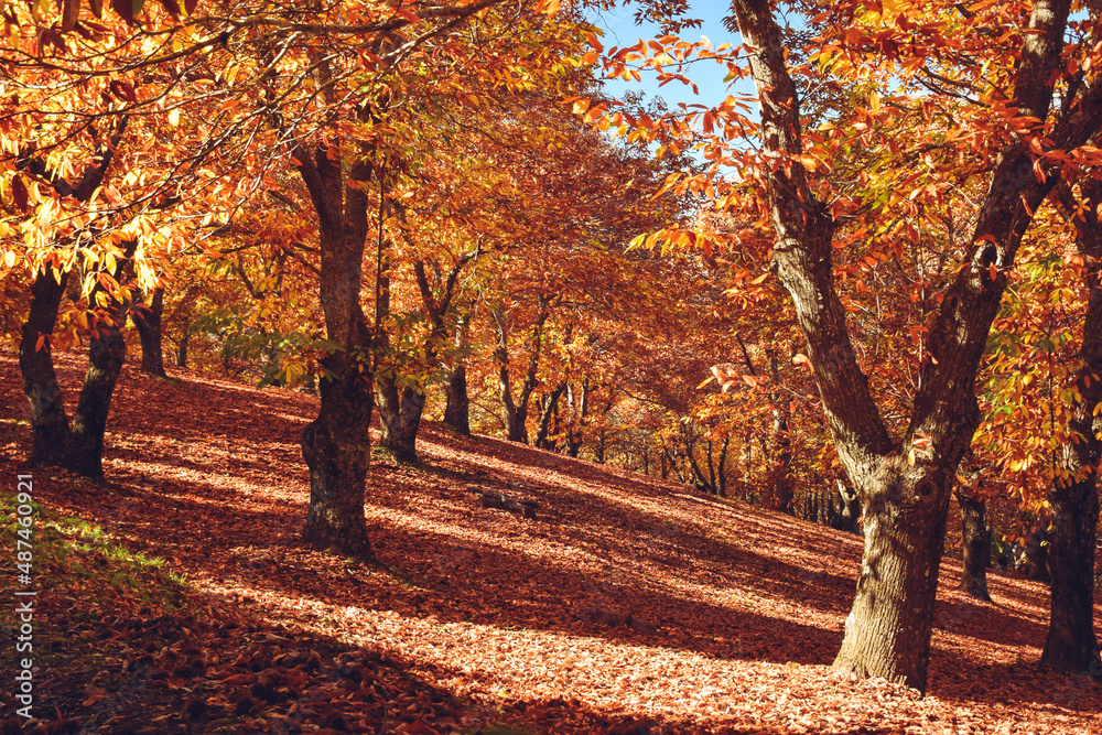 Chestnut forest with fallen leaves on the ground and autumn colors