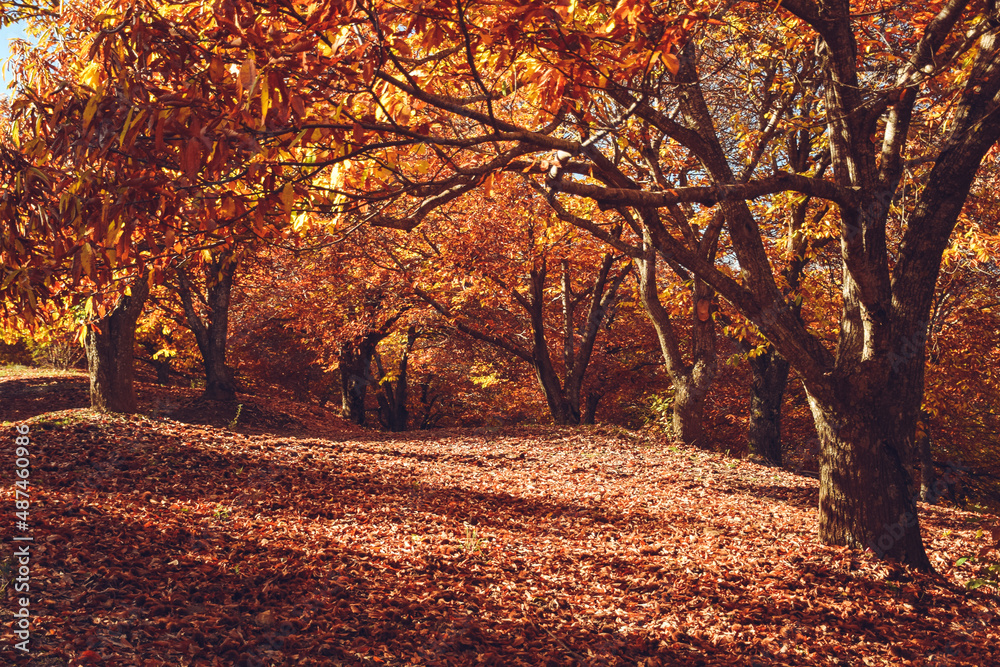 Obraz premium Chestnut forest with fallen leaves on the ground and autumn colors