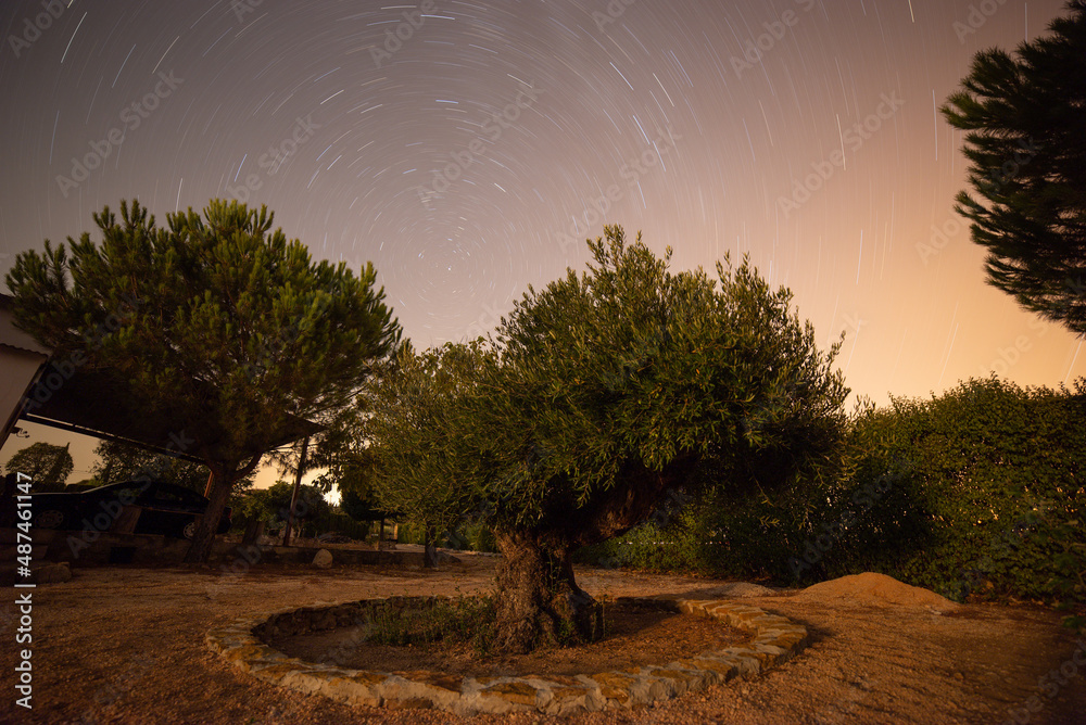 Night photo of centenary olive tree with circumpolar starry sky