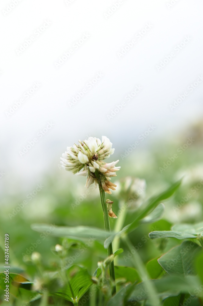花 花