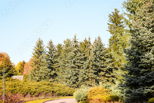 View of pine trees in autum...
