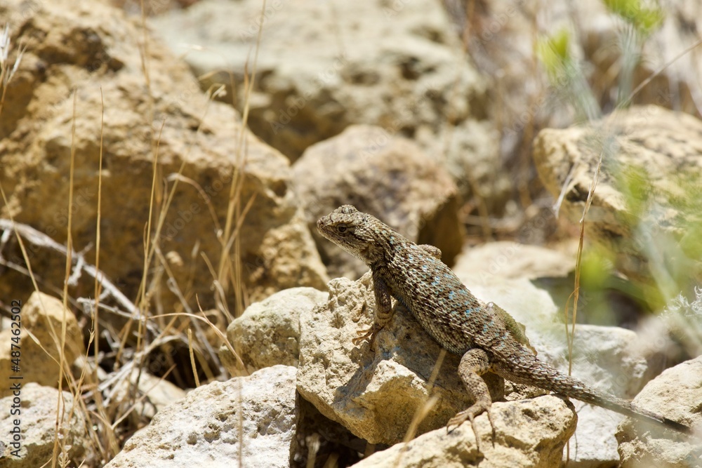 Lizard in the high desert at Smith Rock State Park, Central Oregon Lizard in the high desert at Smith Rock State Park, Central Oregon