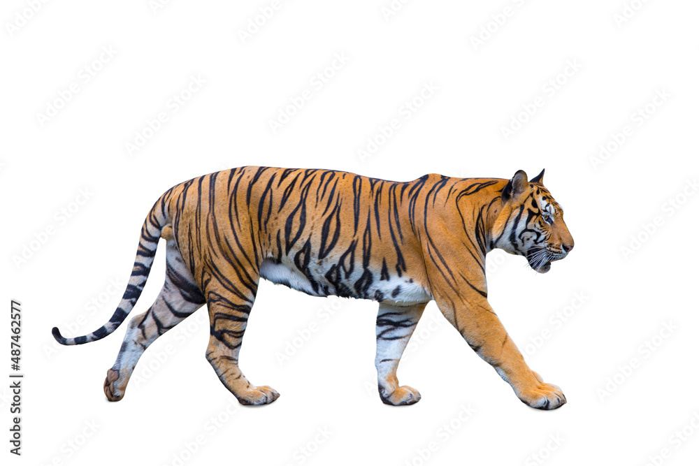 Obraz premium royal tiger (P. t. corbetti) isolated on white background clipping path included. The tiger is staring at its prey. Hunter concept.