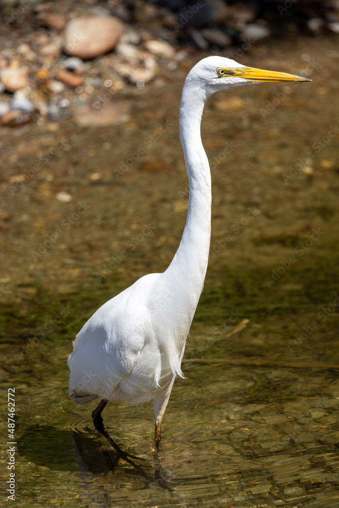 Naklejka premium Kotuku White Heron in New Zealand
