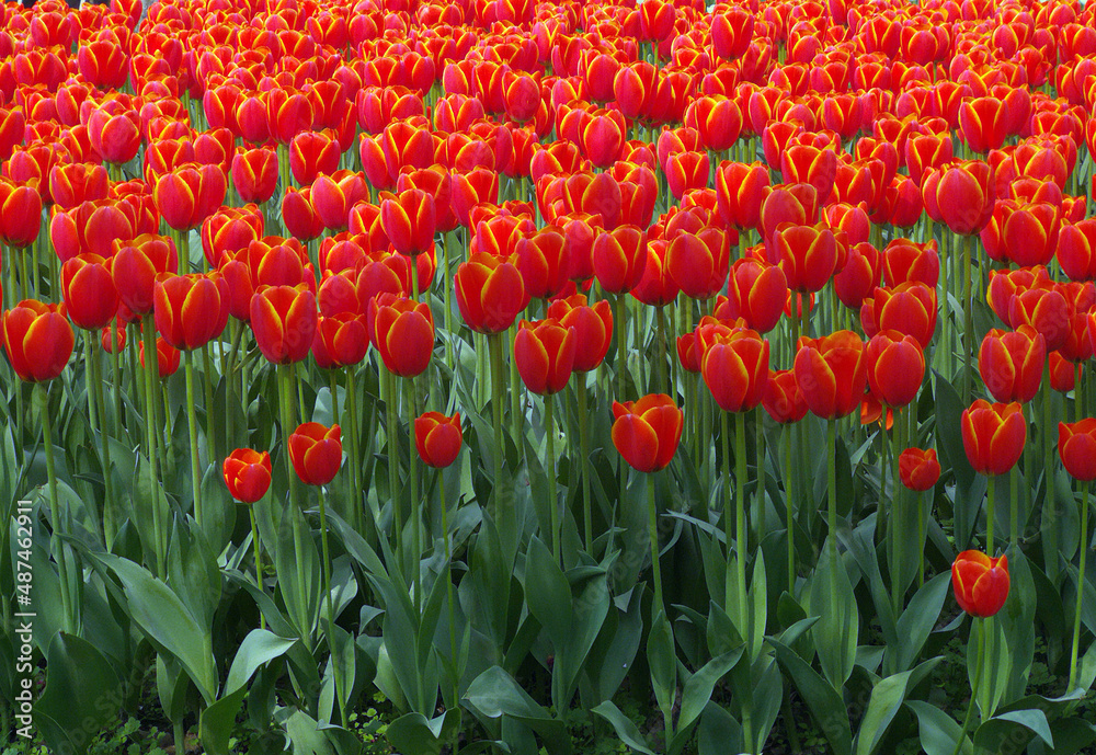 Fototapeta premium Red tulip garden in spring
