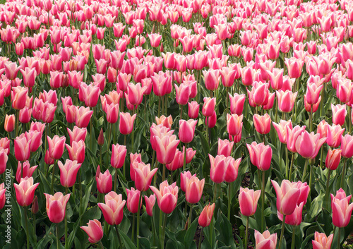 City Park colorful Tulip garden in spring