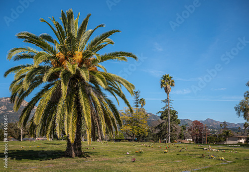 Santa Barbara, California, USA - February 8, 2022: Calvary Cemetery. Big palm tree on green burial lawn with flowers under blue sky. Santy Ynez mountains on horizon. photo