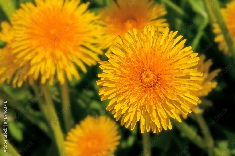 Fototapeta premium Yellow beautiful dandelions close-up in the sun against the background of green grass in the field